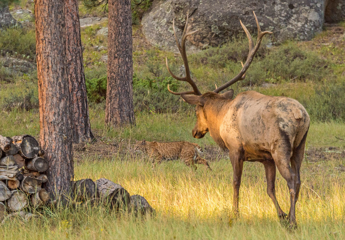 Bobcat with bull elk